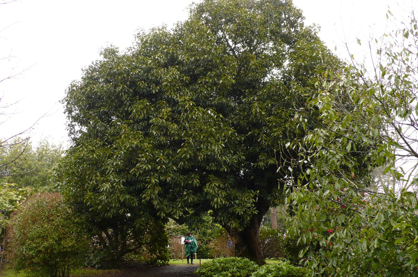 Japanese Evergreen Oak (Quercus acuta)